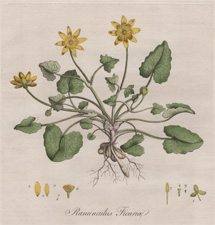 Ranunculus Ficaria